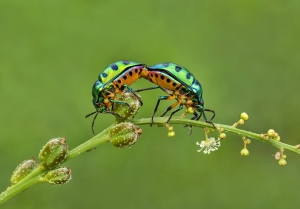 ISFA Gold Medal+ $150 USD